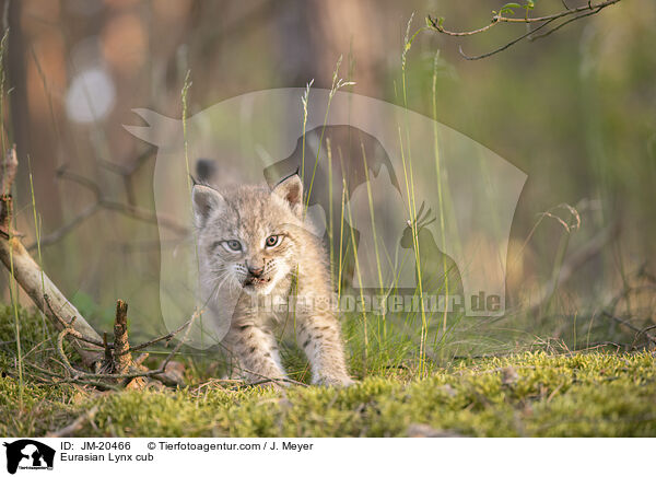 Eurasian Lynx cub / JM-20466