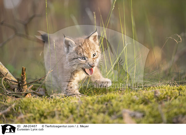 Eurasischer Luchswelpe / Eurasian Lynx cub / JM-20467