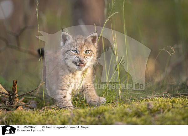 Eurasischer Luchswelpe / Eurasian Lynx cub / JM-20470