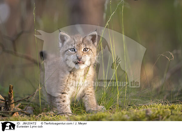 Eurasischer Luchswelpe / Eurasian Lynx cub / JM-20472