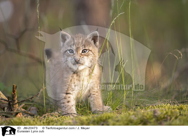 Eurasischer Luchswelpe / Eurasian Lynx cub / JM-20473