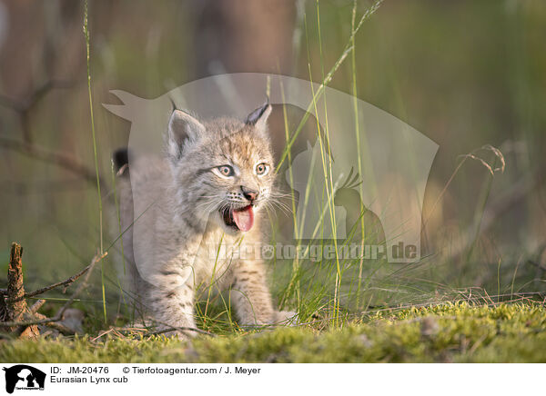 Eurasischer Luchswelpe / Eurasian Lynx cub / JM-20476