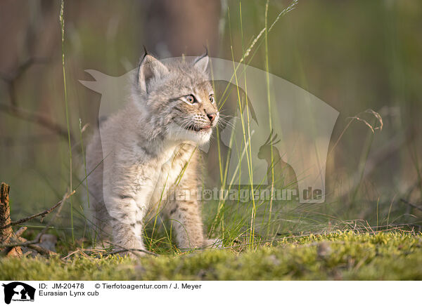 Eurasischer Luchswelpe / Eurasian Lynx cub / JM-20478