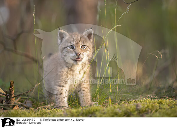 Eurasischer Luchswelpe / Eurasian Lynx cub / JM-20479