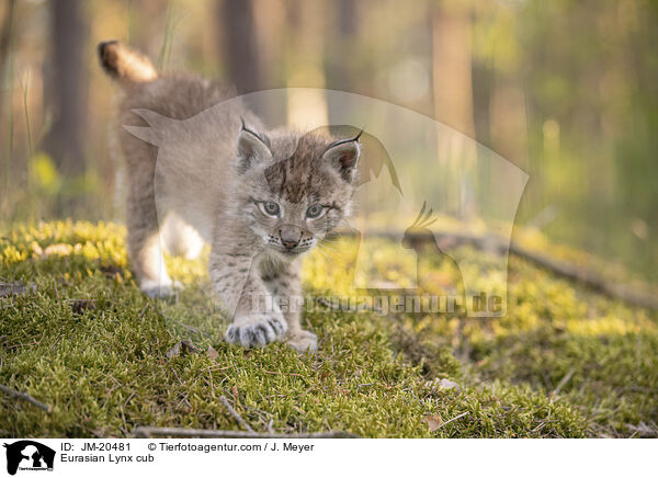 Eurasischer Luchswelpe / Eurasian Lynx cub / JM-20481