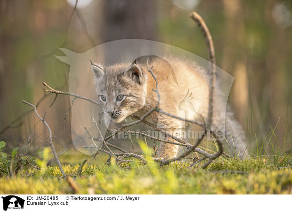 Eurasischer Luchswelpe / Eurasian Lynx cub / JM-20485