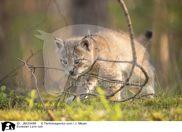 Eurasischer Luchswelpe / Eurasian Lynx cub / JM-20486