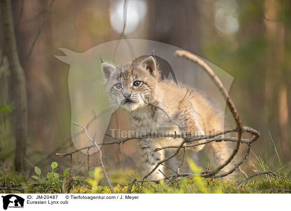 Eurasischer Luchswelpe / Eurasian Lynx cub / JM-20487