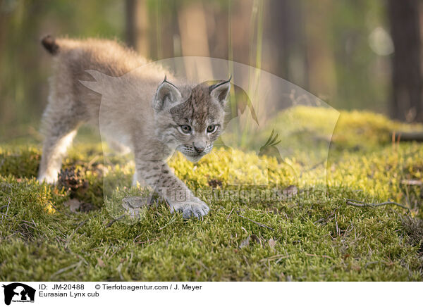 Eurasischer Luchswelpe / Eurasian Lynx cub / JM-20488