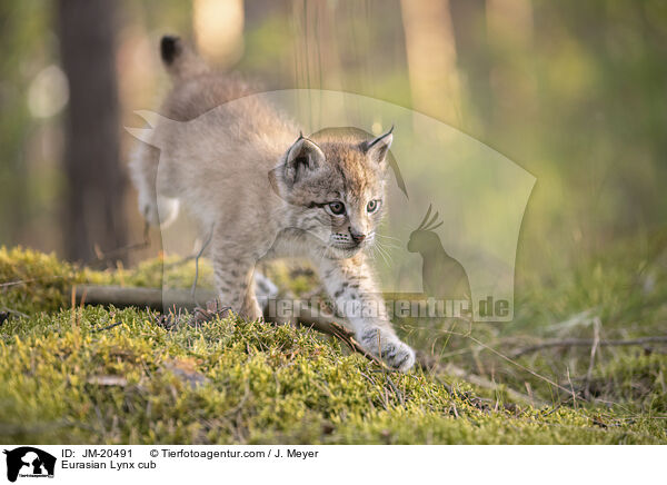 Eurasischer Luchswelpe / Eurasian Lynx cub / JM-20491