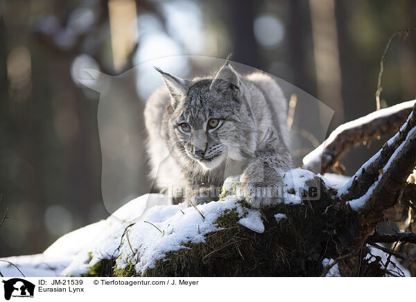 Eurasischer Luchs / Eurasian Lynx / JM-21539