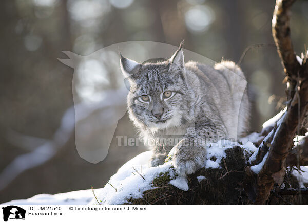 Eurasischer Luchs / Eurasian Lynx / JM-21540