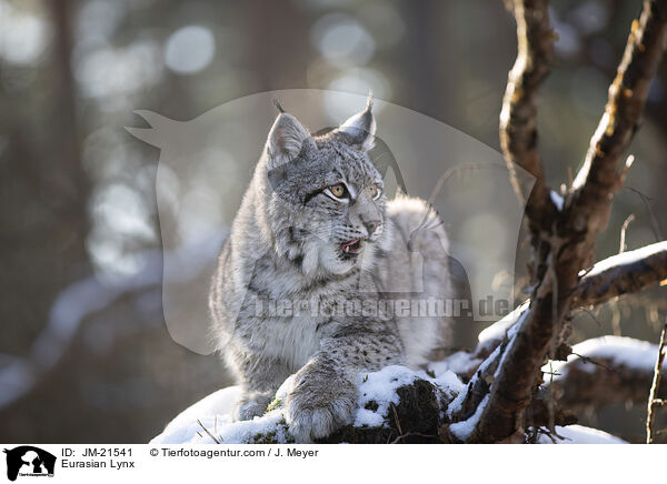 Eurasischer Luchs / Eurasian Lynx / JM-21541