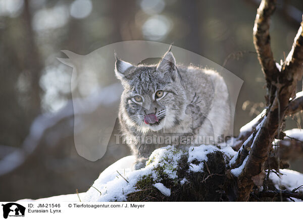 Eurasischer Luchs / Eurasian Lynx / JM-21546