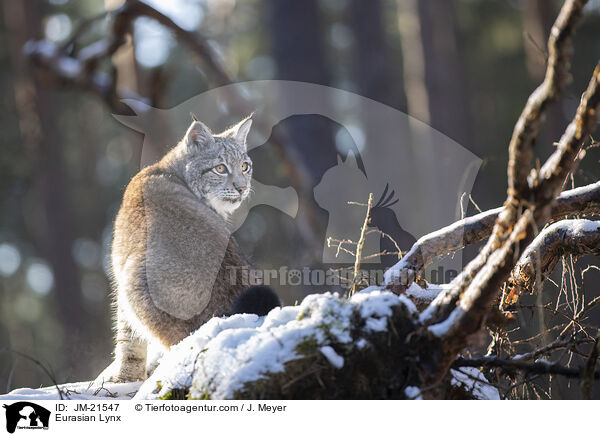 Eurasischer Luchs / Eurasian Lynx / JM-21547