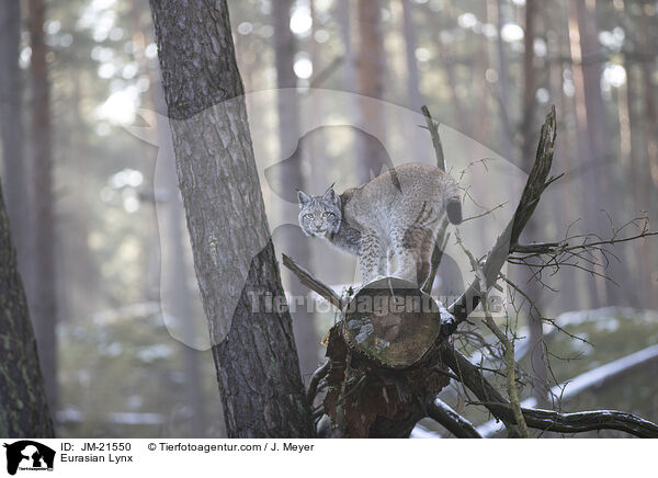 Eurasischer Luchs / Eurasian Lynx / JM-21550