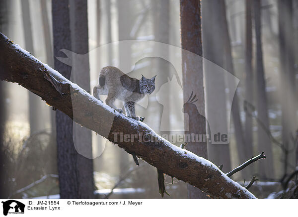 Eurasischer Luchs / Eurasian Lynx / JM-21554