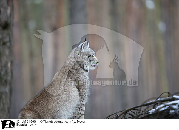 Eurasischer Luchs / Eurasian Lynx / JM-21560