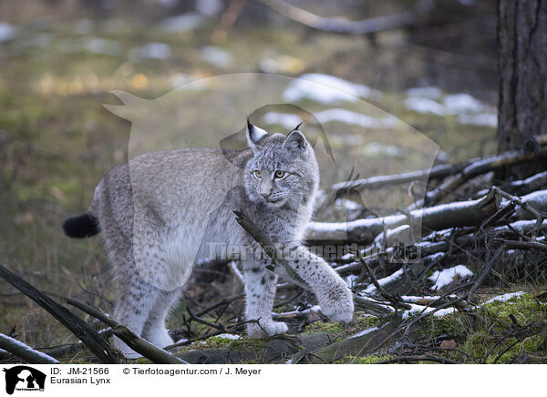 Eurasian Lynx / JM-21566