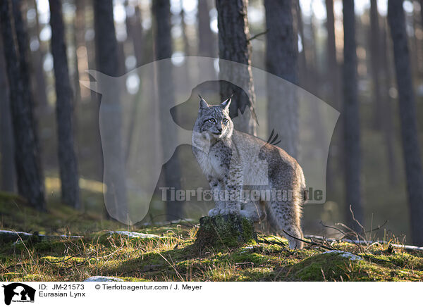 Eurasischer Luchs / Eurasian Lynx / JM-21573