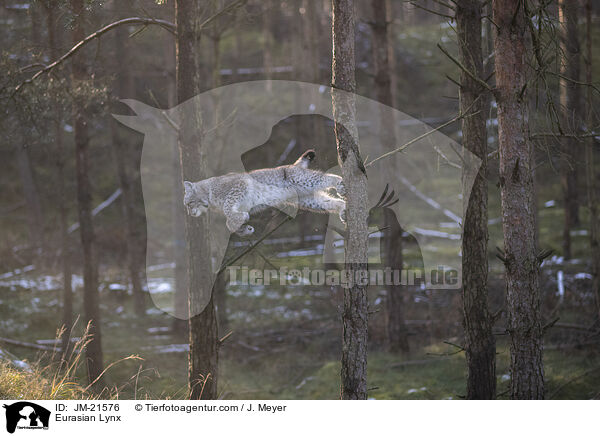 Eurasischer Luchs / Eurasian Lynx / JM-21576