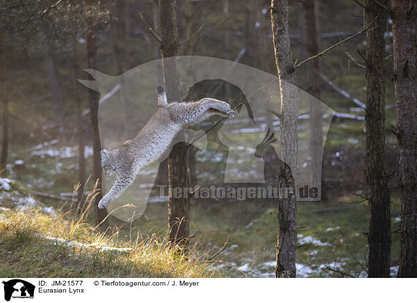 Eurasischer Luchs / Eurasian Lynx / JM-21577