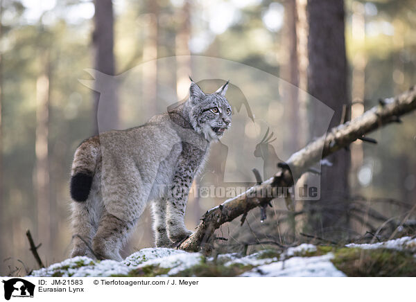 Eurasischer Luchs / Eurasian Lynx / JM-21583