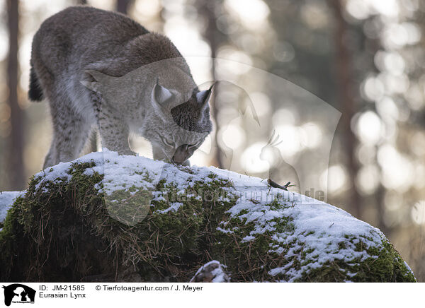 Eurasischer Luchs / Eurasian Lynx / JM-21585