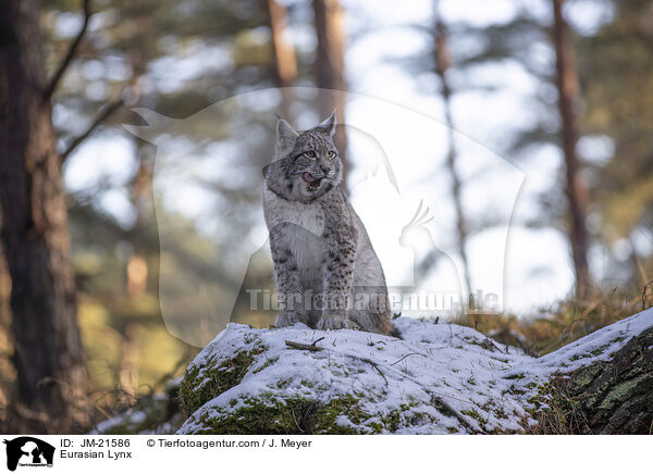 Eurasischer Luchs / Eurasian Lynx / JM-21586