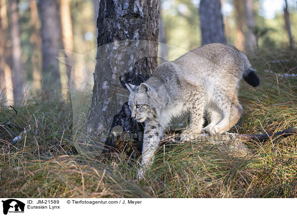 Eurasischer Luchs / Eurasian Lynx / JM-21589