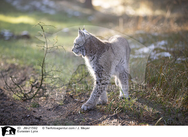 Eurasian Lynx / JM-21592