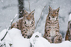 Eurasian lynxes