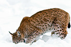 Eurasian lynx