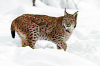 Eurasian lynx