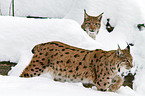 Eurasian lynxes