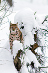 Eurasian lynx