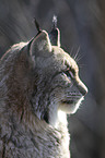 Eurasian Lynx