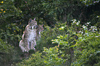 Eurasian Lynxes