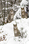 lynxes