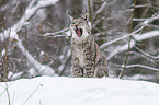 lynx