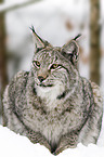 lynx