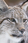 lynx