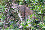 Eurasian Lynx