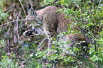 Eurasian Lynx