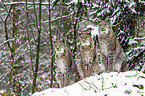 Eurasian Lynxes