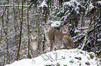 Eurasian Lynxes