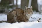 lynx