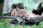 Eurasian Lynx