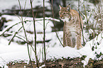 lynx