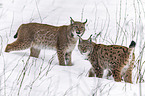 lynxes